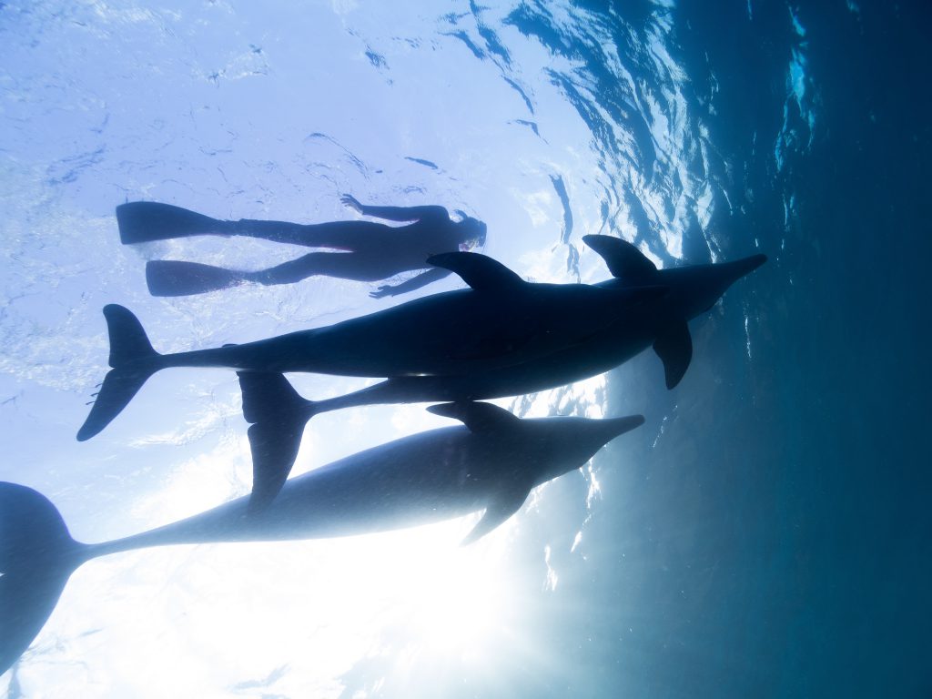 日本の海で野生のイルカと一緒に泳ぐ ドルフィンスイムのススメ おじさん少年の冒険