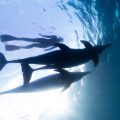 日本の海で野生のイルカと一緒に泳ぐ！ドルフィンスイムのススメ